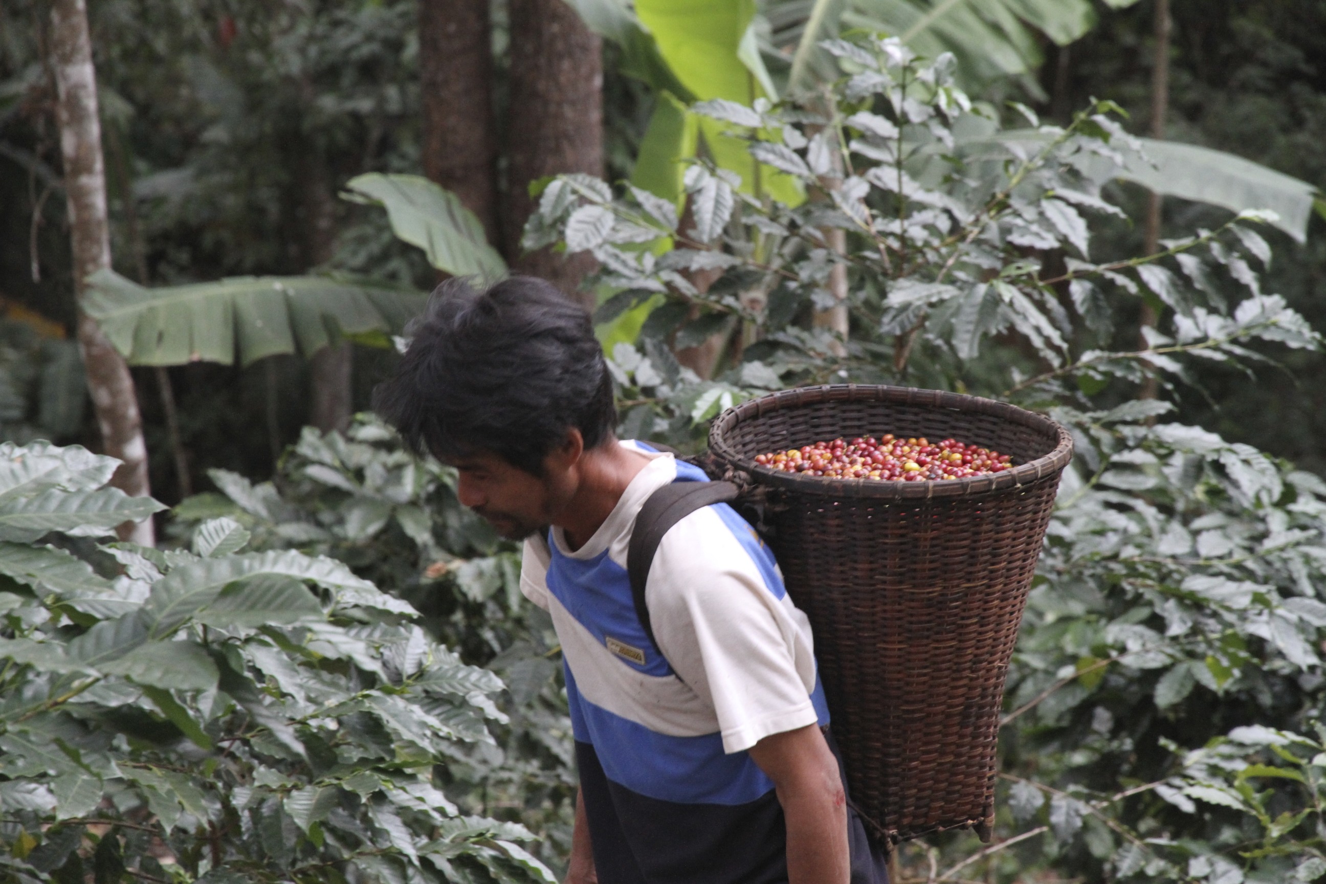 Coffee Training Day Held for Villagers